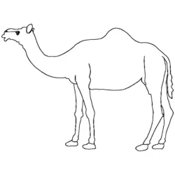 Camel Outline Machine Embroidery
