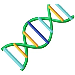 Deoxyribonucleic Acid (DNA)...